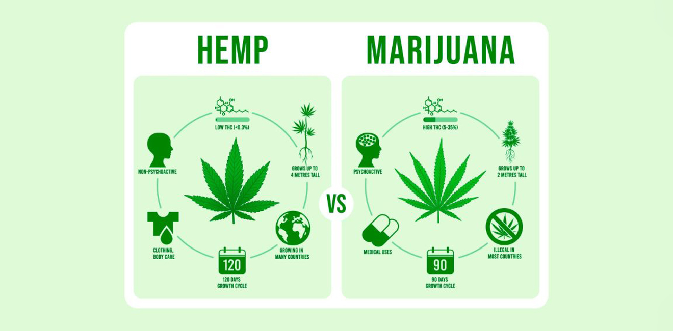 Hemp vs Cannabis
