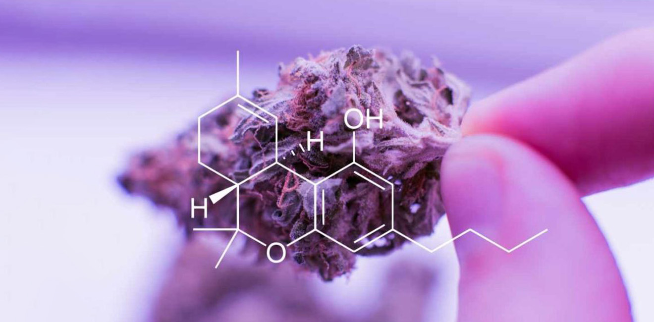 A close-up of a hand holding cannabis showcases its intricate chemical structure overlay on a purple background, highlighting the relationship with the endocannabinoid system and how cannabinoids interact within it.
