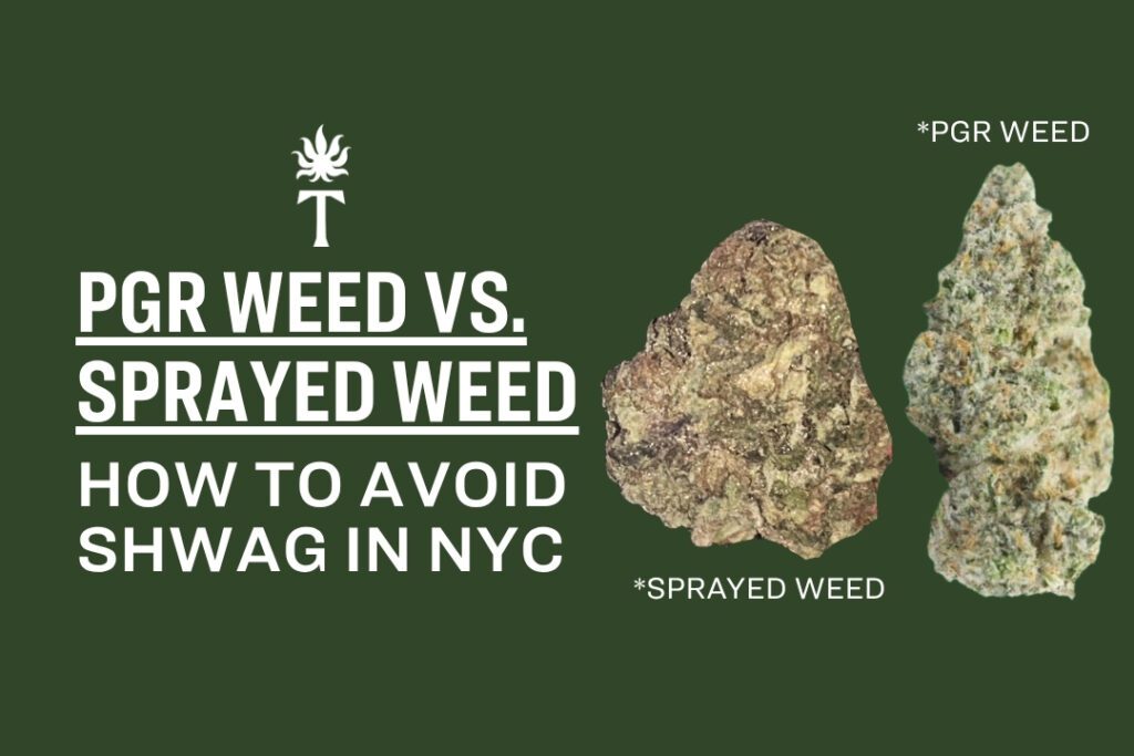 Two cannabis buds labeled PGR Weed and sprayed weed, highlighting the importance of avoiding low-quality PGR Weed in NYC.